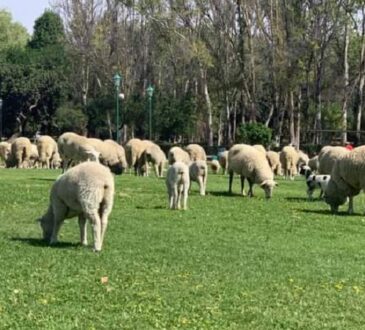 Rehabilitación del Parque Tangamanga no afecta ni flora ni fauna: SEDARH