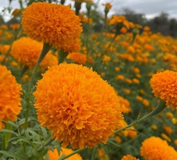Soledad, gran exportador de flor de cempasúchil