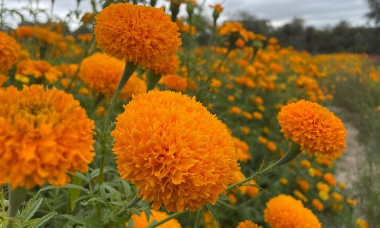 Soledad, gran exportador de flor de cempasúchil