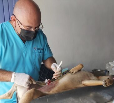 23 de febrero, Día Mundial de la Esterilización Animal