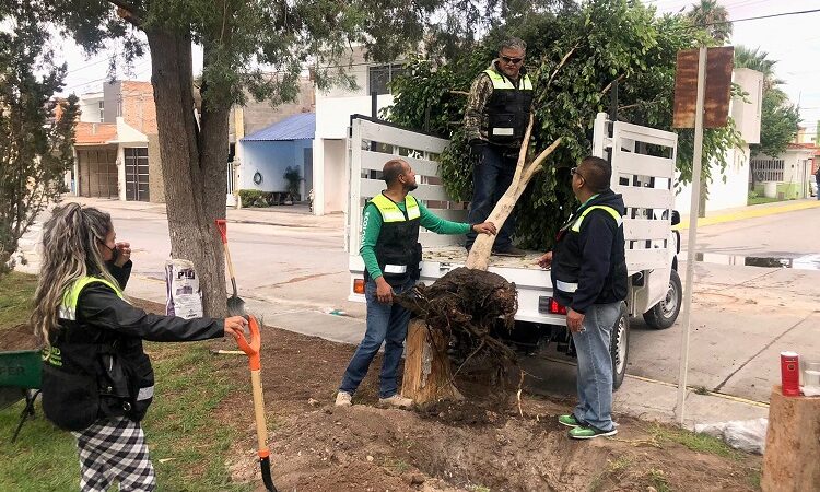 La Dirección de Ecología del Ayuntamiento de Soledad realizó trasplante de un árbol ficus de más de seis metros de altura