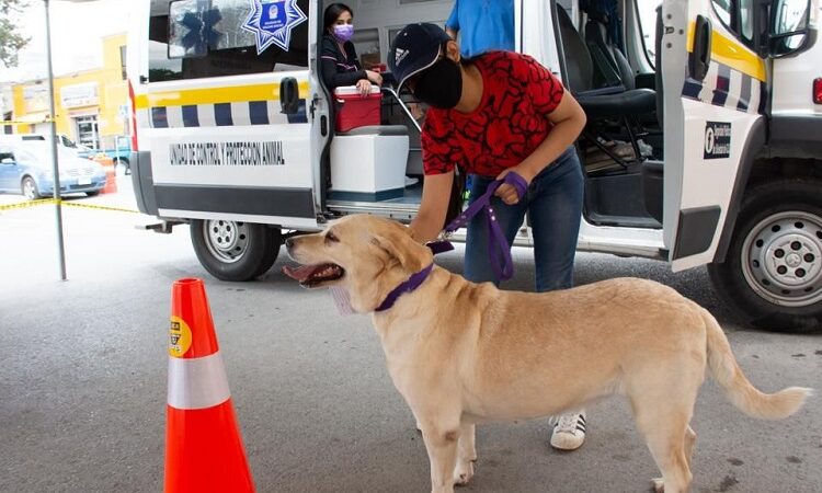 Ambudog brinda atención medica a más de 180 animalitos por semana