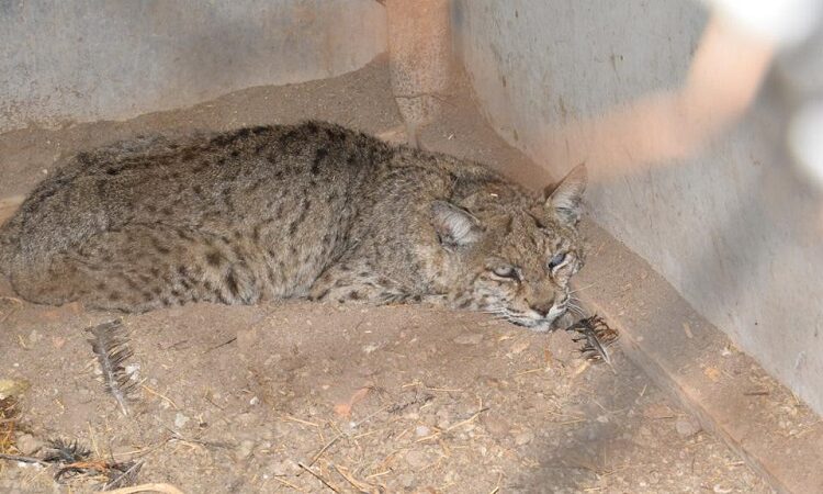 Protección Civil y Ecología Municipal atienden el llamado de alerta por la presencia de un gato montés en el Ejido Soledad