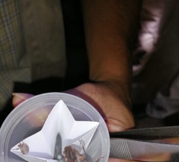 En el Estado se atienden 11 casos de enfermedad de Chagas