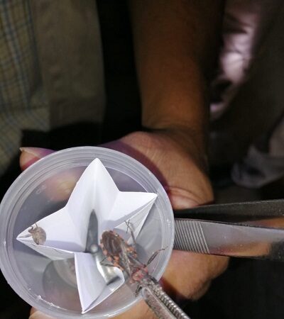 En el Estado se atienden 11 casos de enfermedad de Chagas
