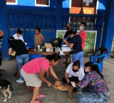 Llaman a vacunar a perros y gatos contra la rabia