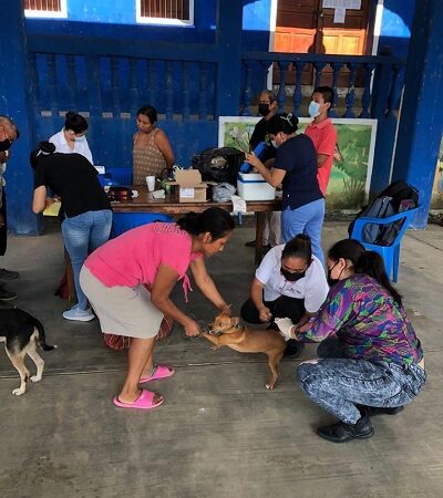 Llaman a vacunar a perros y gatos contra la rabia