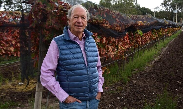 Soledad es tierra fértil para la producción de vid