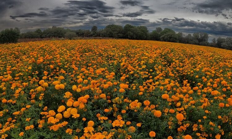 Soledad se mantiene como uno de los principales productores de flor de cempasúchil