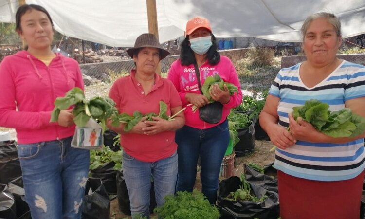 Huertos comunitarios del programa "Contigo SÍ, cosechando para tu mesa", dan sus primeros frutos