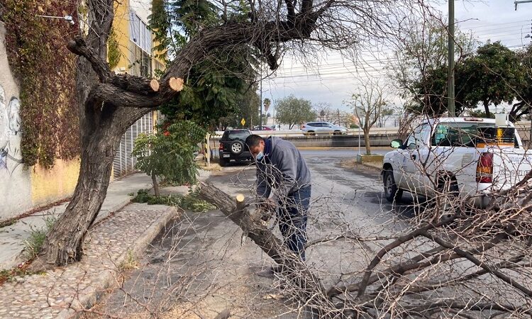 Ayuntamiento de San Luis Potosí fortalece la supervisión de árboles ante temporada de vientos