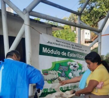 La esterilización, necesaria para control de sobrepoblación canina y felina.