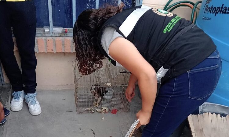 Protección Civil de Soledad rescata y resguarda águila, en colonia La Sierra